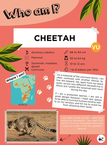 Giveaway - Part 3 - Cheetah