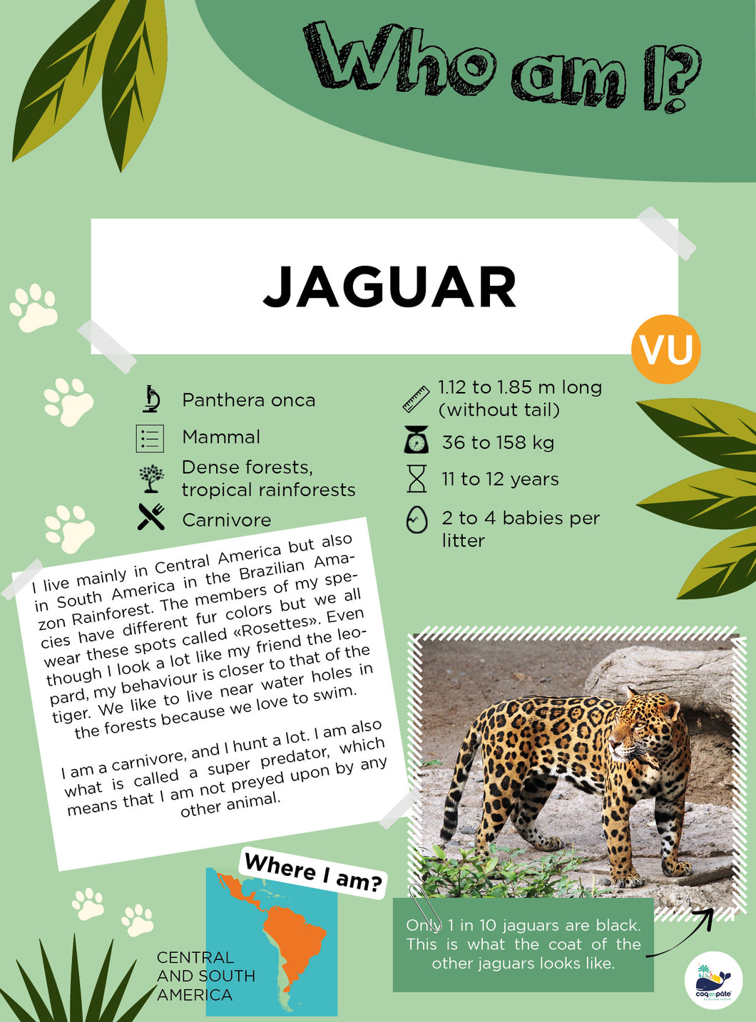 Giveaway - Part 4 - Jaguar